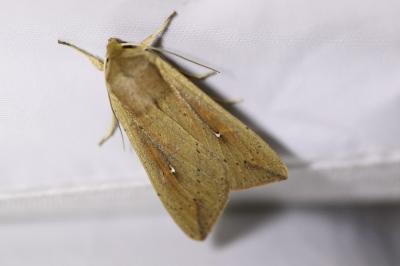 <i>Mythimna unipuncta</i>
