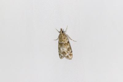 <i>Eudonia mercurella</i>