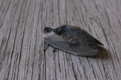 <i>Cilix glaucata</i>