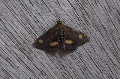 <i>Pyrausta aurata</i>