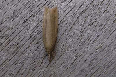 <i>Chilo phragmitellus</i>