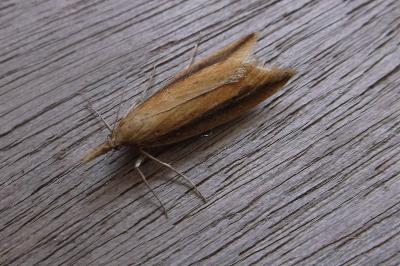 <i>Donacaula mucronella</i>