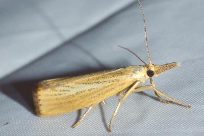 <i>Agriphila straminella</i>