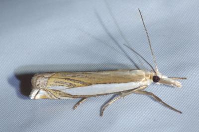 <i>Crambus pascuella</i>