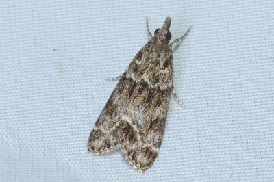 <i>Eudonia mercurella</i>