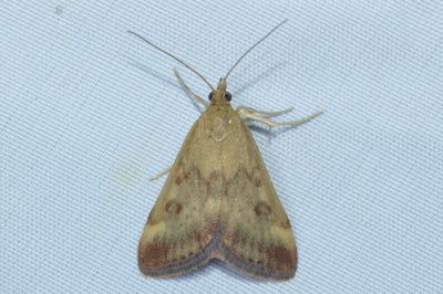 <i>Pyrausta despicata</i>