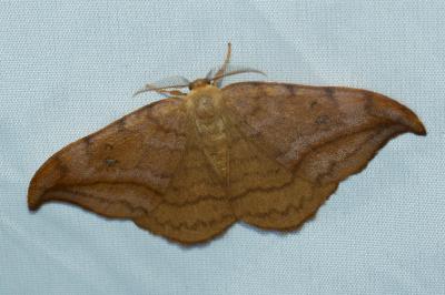 <i>Drepana curvatula</i>