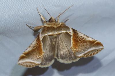 <i>Habrosyne pyritoides</i>