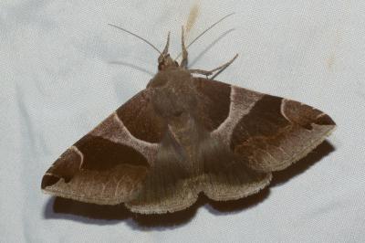 <i>Dysgonia algira</i>