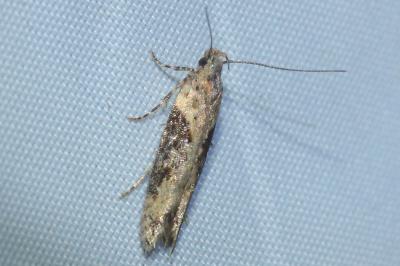 <i>Scrobipalpa costella</i>