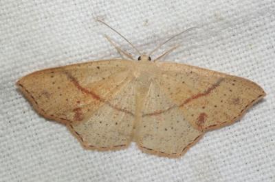 <i>Cyclophora punctaria</i>