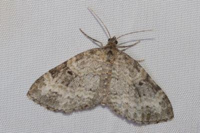<i>Pterapherapteryx sexalata</i>