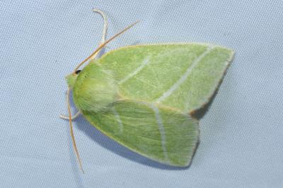 <i>Pseudoips prasinanus</i>