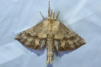<i>Pterostoma palpina</i>