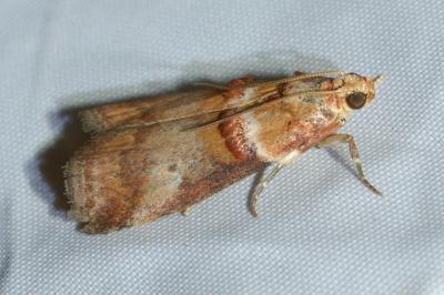 <i>Acrobasis tumidana</i>