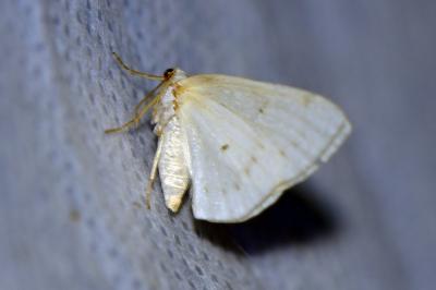 <i>Lomographa bimaculata</i>