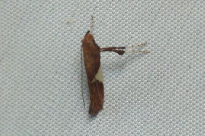 <i>Caloptilia stigmatella</i>