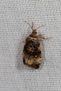 <i>Endothenia gentianaeana/marginana/oblongana</i>