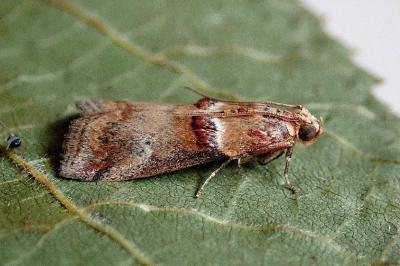 <i>Acrobasis tumidana</i>