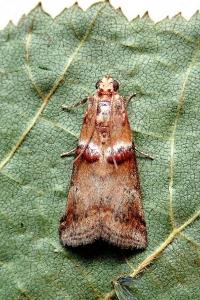 <i>Acrobasis tumidana</i>