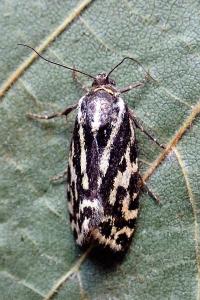 <i>Emmelia trabealis</i>