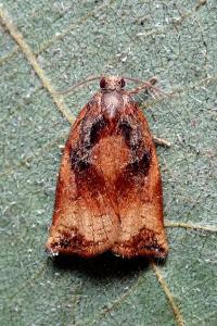 <i>Archips podana</i>