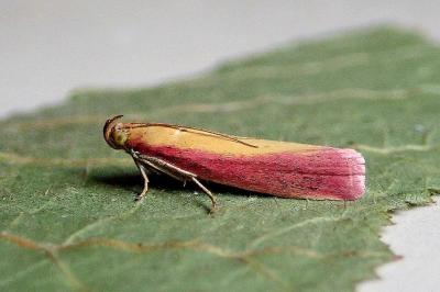 <i>Oncocera semirubella</i>