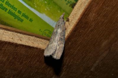 <i>Lamoria anella</i>