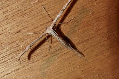 <i>Emmelina argoteles/monodactyla</i>