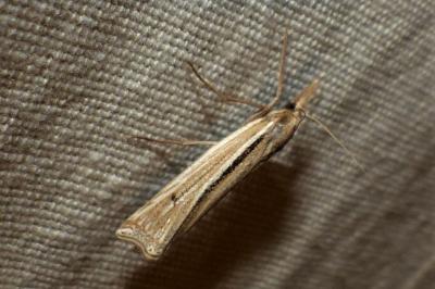 <i>Ancylolomia tentaculella</i>