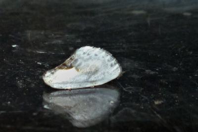 <i>Cilix glaucata</i>