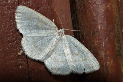 <i>Cabera exanthemata</i>