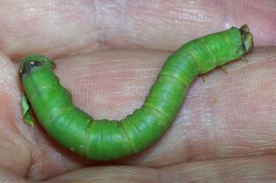 <i>Biston betularia</i>