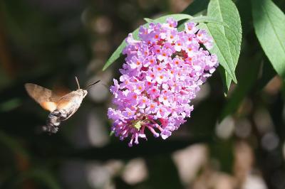 <i>Macroglossum stellatarum</i>