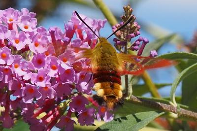 <i>Hemaris fuciformis</i>