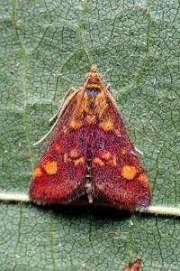 <i>Pyrausta aurata</i>