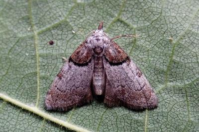 <i>Nola cucullatella</i>
