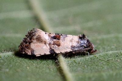 <i>Cochylis atricapitana</i>