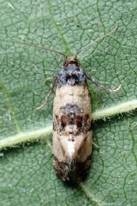 <i>Cochylis atricapitana</i>