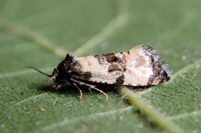 <i>Cochylis atricapitana</i>