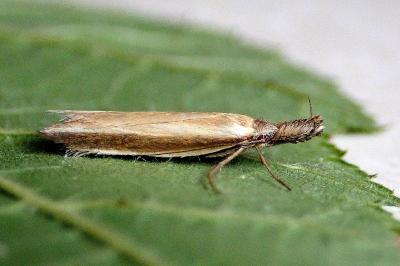 <i>Pleurota aristella</i>