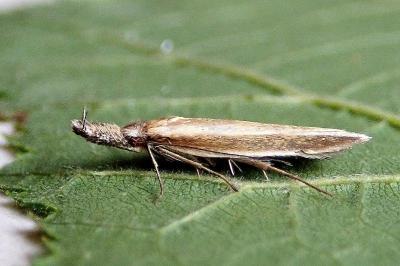 <i>Pleurota aristella</i>