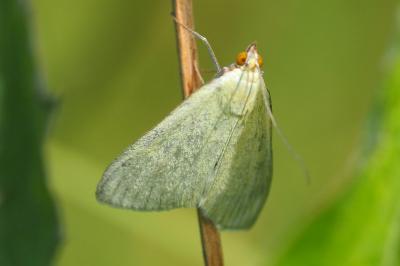 <i>Sitochroa palealis</i>