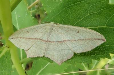 <i>Timandra comae</i>