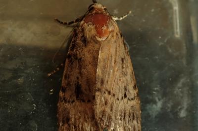 <i>Amphipyra berbera/pyramidea</i>