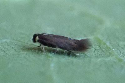 <i>Stigmella</i>