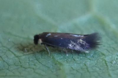 <i>Stigmella</i>