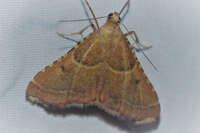 <i>Endotricha flammealis</i>