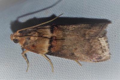 <i>Acrobasis tumidana</i>