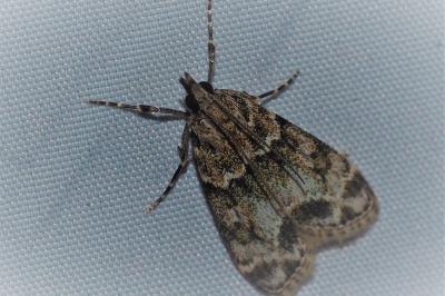 <i>Eudonia mercurella</i>